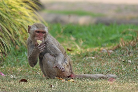 Monkeys,  live at public Thailand park  Asia,  it is eating food.の写真素材