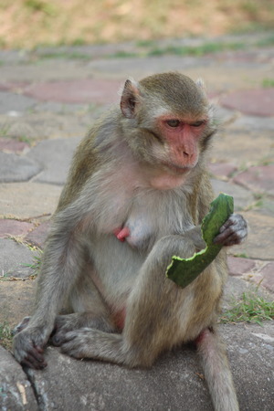 Monkeys,  live at public Thailand park  Asia,  it is eating food.