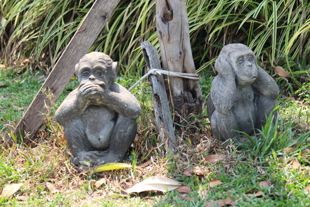 Monkeys, it lives at a park in Thailand, wait the food from the people to give it.