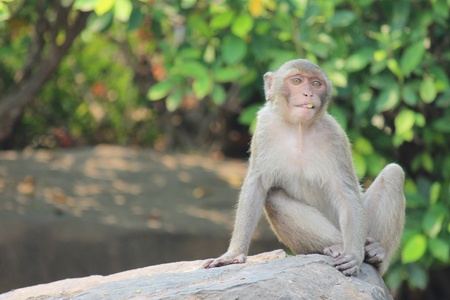 Monkeys,  it lives at a park in Thailand,  wait the food from the people to will give it.の写真素材