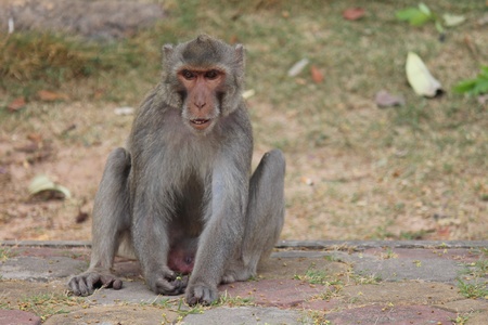 Monkeys, it lives at a park in Thailand, wait the food from the people to give it.