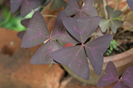 Leaf,  be important components of the plant,  some has strange character but it is beautiful.