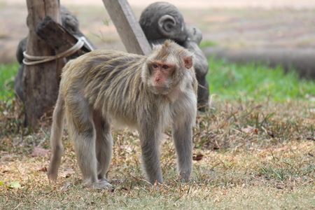 Monkey in a park at Thailand.