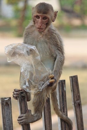 Monkey,  it is in the park at Thailand.の写真素材