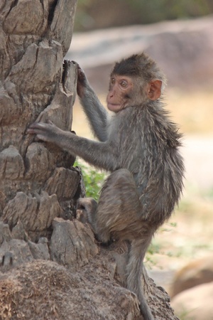 Monkey,  it is in the park at Thailand.