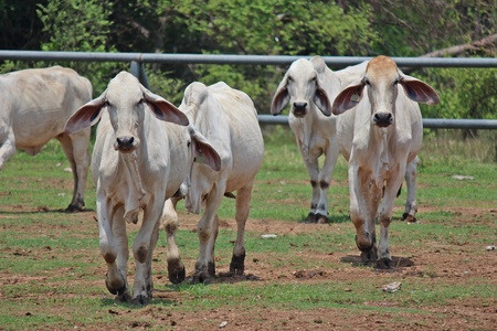 Animal,  in Thai farm,  Thailand Asia.の写真素材