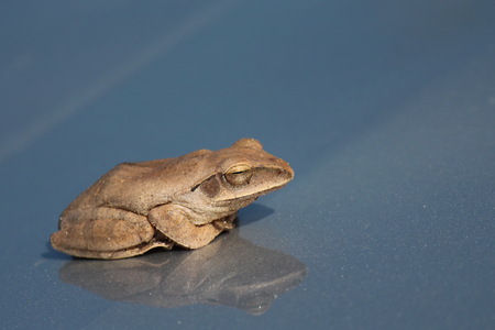 Frog,  this frog is sleeping on bonnet(car),  while the sun is shining.
