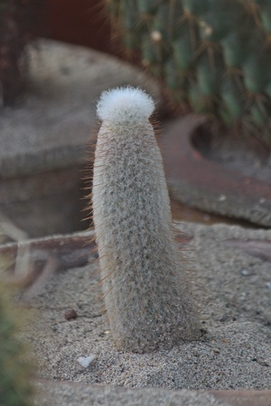 Cactus,  close up cactus,  it is the plant has many thorn.の写真素材
