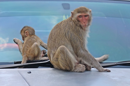 Monkey,  it is in KUM PHA WA PI park,  at UDONTHANI province THAILAND.