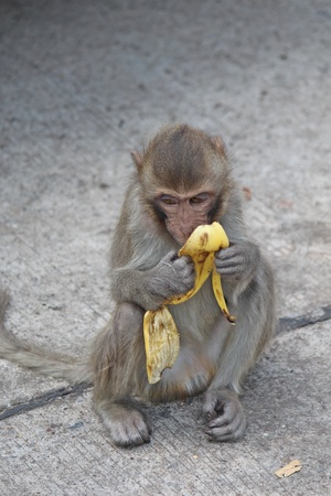 Monkey,  it is in KUM PHA WA PI park,  at UDONTHANI province THAILAND.の写真素材