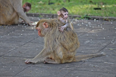 Monkeys,  they are in KUM PHA WA PI park,  at UDONTHANI province THAILAND.