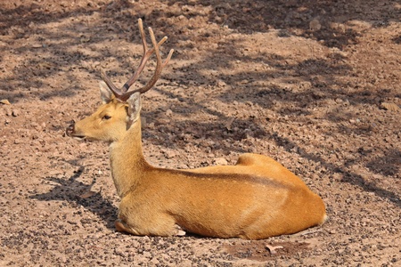 Animal,  it is in KAO SUAN KWANG zoo,  at KHON KAEN province THAILAND.の写真素材