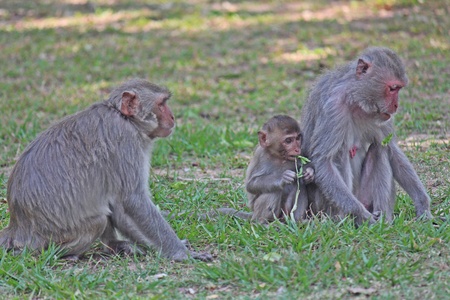 Monkeys,  they are in KUM PHA WA PI park,  at UDONTHANI province THAILAND.
