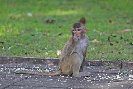 Animal,  a monkey is waiting from people who see it,  it lives in KUM PHA WA PI park,  at UDONTHANI...