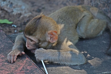 Animal,  a monkey is waiting from people who see it,  it lives in KUM PHA WA PI park,  at UDONTHANI...