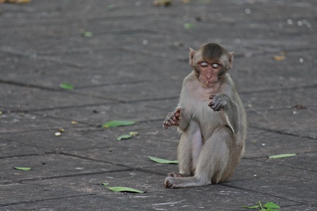 Animal,  a monkey is waiting from people who see it,  it lives in KUM PHA WA PI park,  at UDONTHANI...