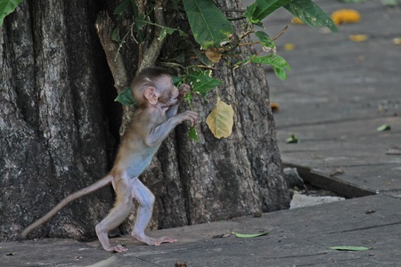 Animal,  a monkey is waiting from people who see it,  it lives in KUM PHA WA PI park,  at UDONTHANI...