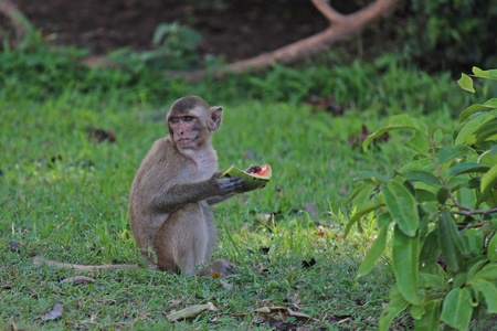 Animal,  a monkey sits on ground,  waits the food from people who see it,  it lives in KUM PHA WA PI...