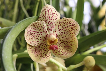 ORCHID,  be flower that the color is beautiful and the pattern look strange,  it is export goods...
