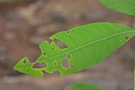 Leaf,  many insects bite it,  see to strange but be beautiful.の写真素材