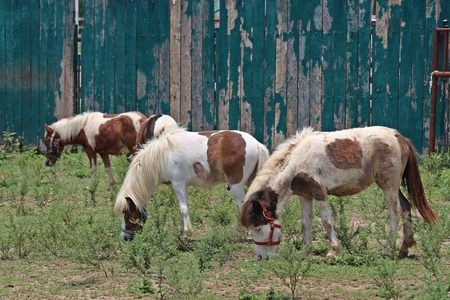 horsesの写真素材