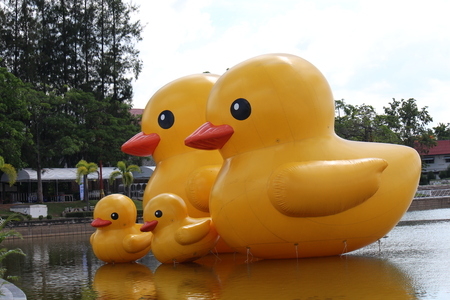 UDONTHANI, THAILAND â SEPTEMBER 12, 2018:  Duck rubber sculptures,  be giant yellow ducks,  see them at NONGPRAJAK PUBLIC PARK, UDONTHANI province THAILAND.のeditorial素材