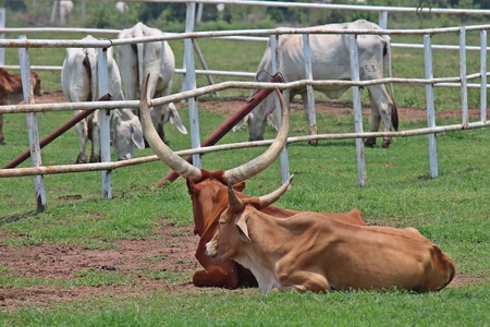 Animals in PC Cowboy Town,  at NONG BUA LAM PHU province THAILAND.の写真素材