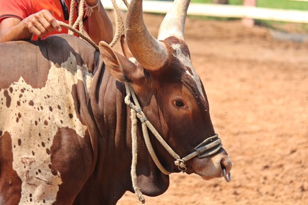 Animal,  it is in PC Cowboy Town,  at NONG BUA LAM PHU province THAILAND.の写真素材