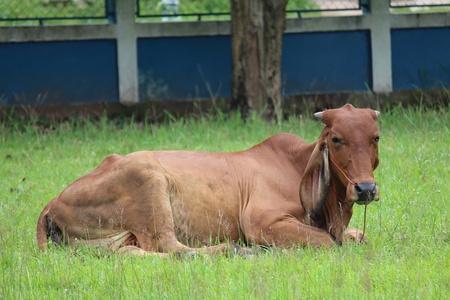 Cow,  the brown cow lies down on ground,  this pet that is tame.の写真素材