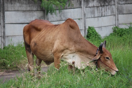 The brown cow is standing in green field,  it will eat young grass,  young grass is its food.の写真素材