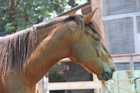 Animal,  keep it for the conservation and for people to see