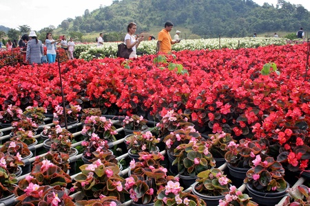 NAKHON RATCHASIMA, THAILAND â NOVEMBER 19, 2017:  Beautiful view in the area of FLORA park at WANG NAM KHIAO district,  NAKHON RATCHASIMA province THAILAND.のeditorial素材