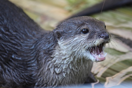Otter naughty animal and likes to eat the fishの写真素材