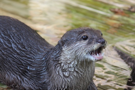Otter naughty animal and likes to eat the fishTHAILAND.の写真素材