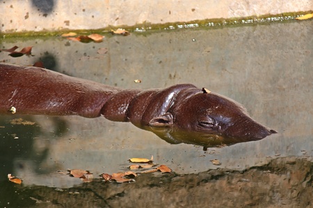 Animal,  it is a hippopotamus that lives at zooの写真素材