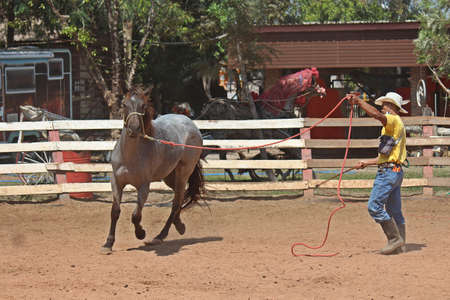 NONG BUA LAM PHU,  THAILAND â FEBRUARY 23, 2020:  The cowboy is training this horse to be tame,  then it can do according for his orders,  see these at PC Cowboy Town in NONG BUA LAM PHU province.のeditorial素材