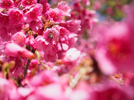 Closeup Cherry, Doi Ang Khang.の写真素材