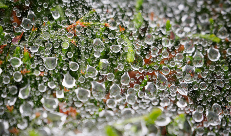 Water droplets on a spider web, background blur.