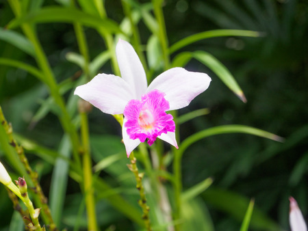 close up purple orchid flower in gardenの写真素材