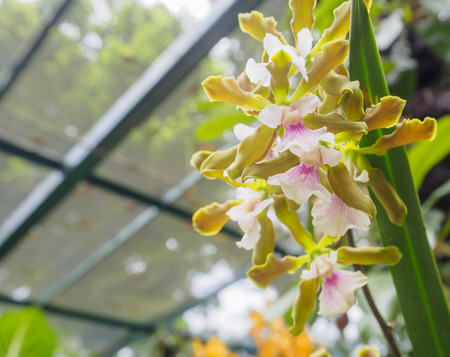 close up purple orchid flower in gardenの写真素材