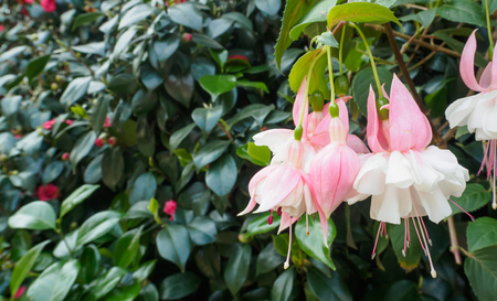 pink fuchsia blooming flowers in nature backgroundの写真素材