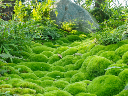 Green moss, of the variety Dicranum scoparium, growing in tufts outdoors in the woods.の写真素材