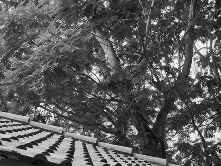 roof in  Vietnam park with many trees garden black and white pictureの写真素材