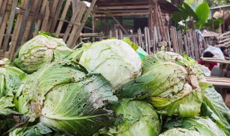 Cabbage in the market.Vegetables in the market. Burma Market.の写真素材