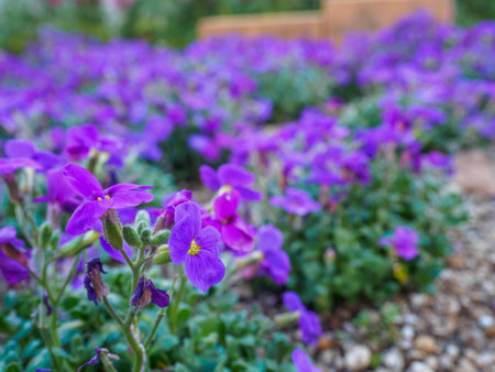 Close-up of beautiful Aubrieta flowers.の写真素材