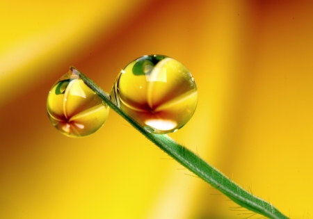 dew on the grassの写真素材