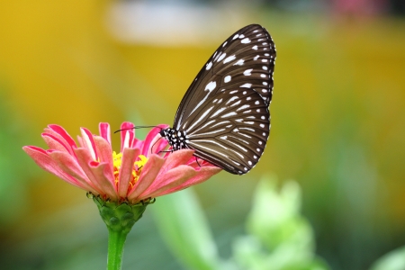 butterfly on the flower