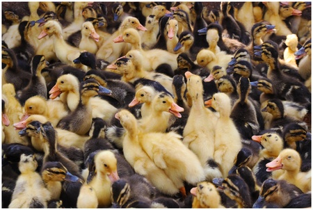 Ducks in animal market at Bac Haの素材