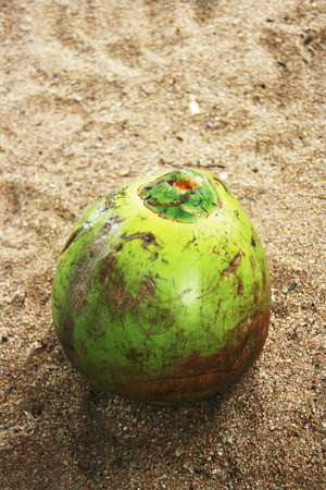 coconut on the beachの写真素材