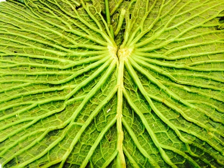 Back side of giant lotus leaf texture for backgroundの素材